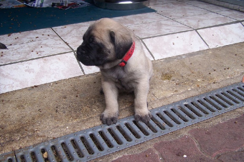 CH. Liberty des Mastiffs d'Enfer