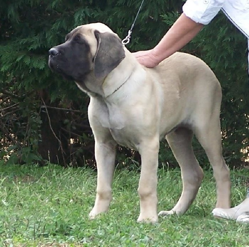 CH. Liberty des Mastiffs d'Enfer