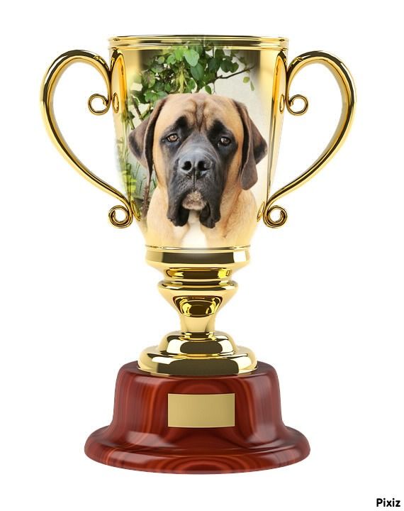 Vadim des Mastiffs d'Enfer