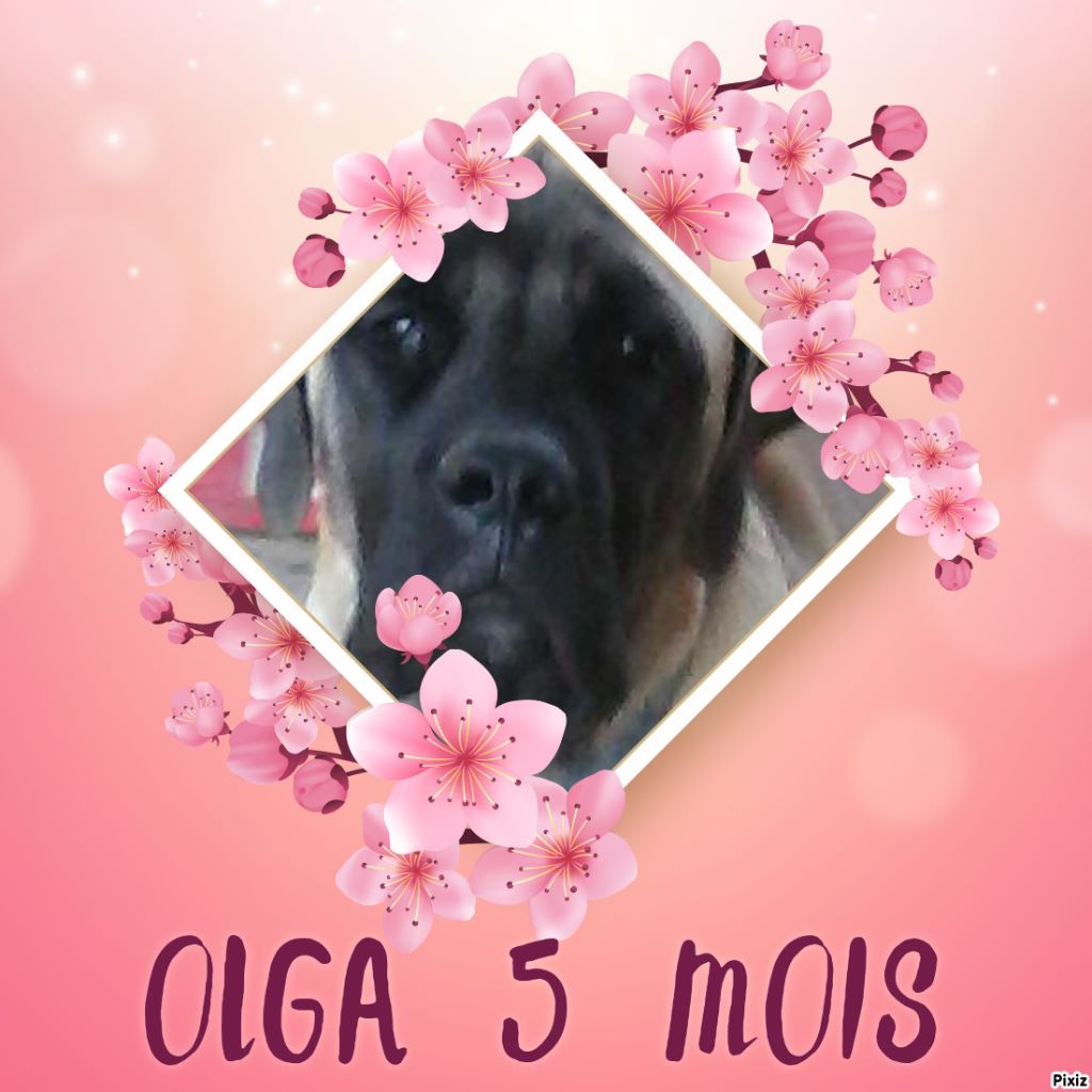 Publication : Des Molosses De Beaupuits