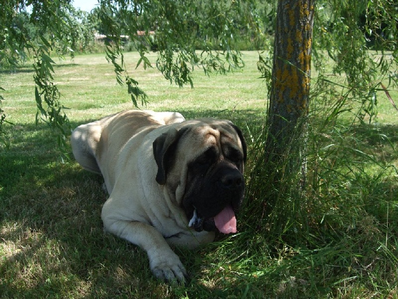 Gabin bachkir des Mastiffs d'Enfer