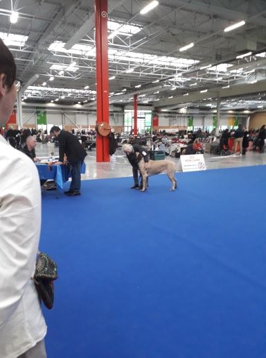 Publication : Des Molosses De Beaupuits