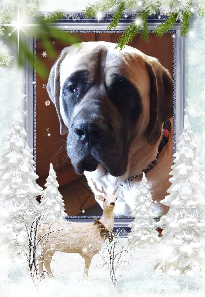 Publication : des Mastiffs d'Enfer