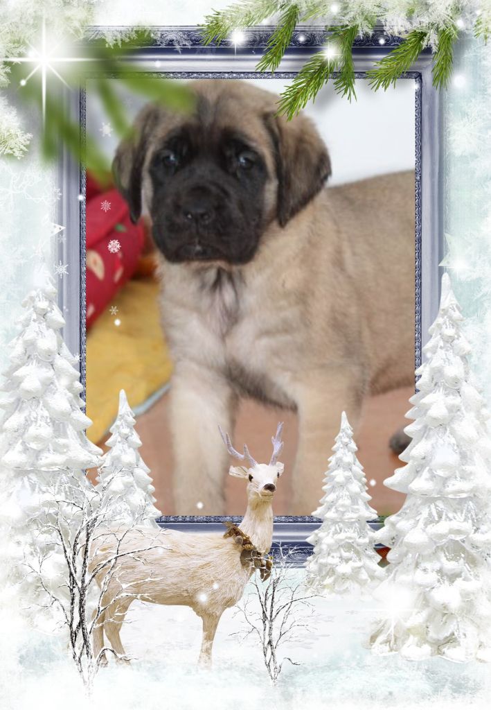 Publication : des Mastiffs d'Enfer