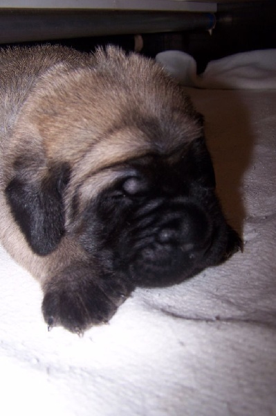 CH. Liberty des Mastiffs d'Enfer