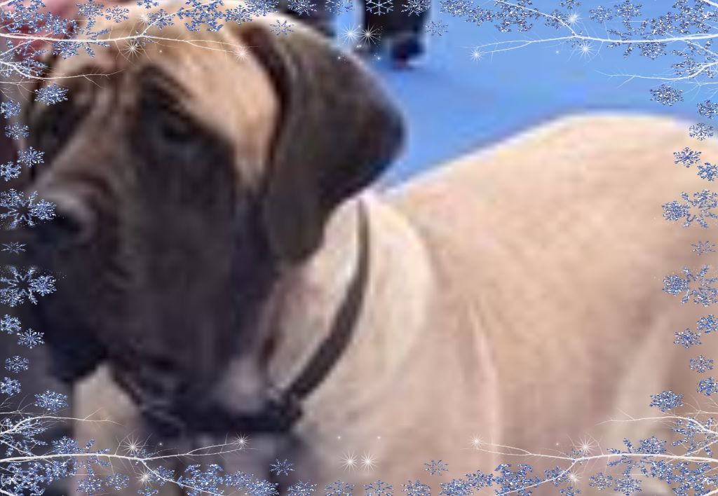 Publication : Des Molosses De Beaupuits