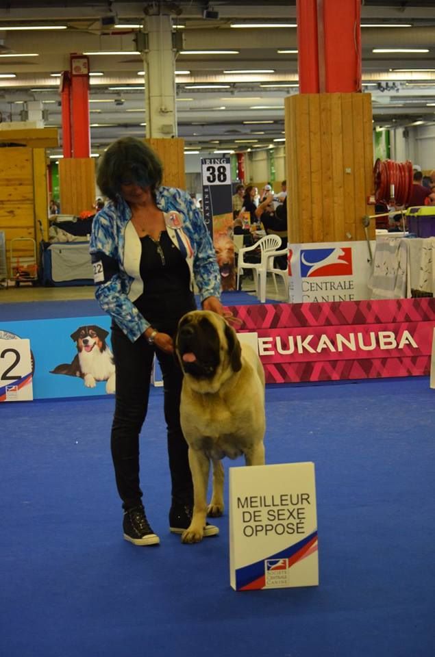 CH. Liberty des Mastiffs d'Enfer