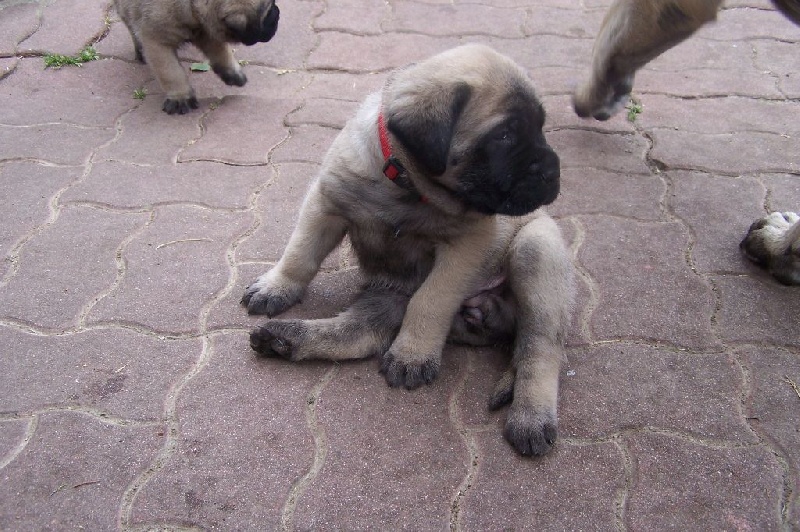 CH. Liberty des Mastiffs d'Enfer