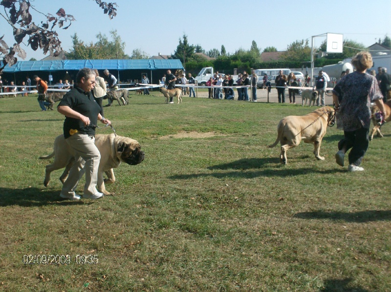 Publication : des Mastiffs d'Enfer