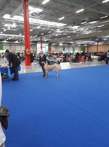 Publication : Des Molosses De Beaupuits