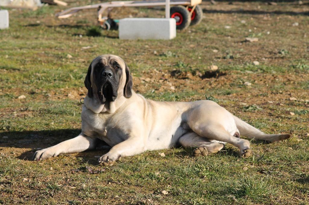 CH. Liberty des Mastiffs d'Enfer