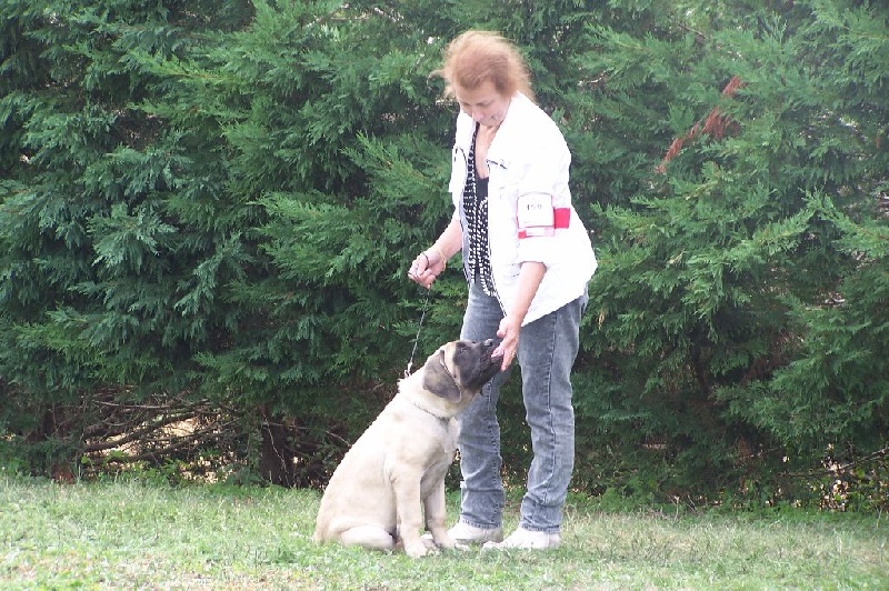 CH. Liberty des Mastiffs d'Enfer