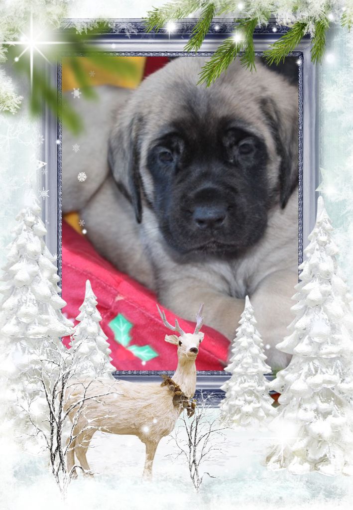 Publication : des Mastiffs d'Enfer