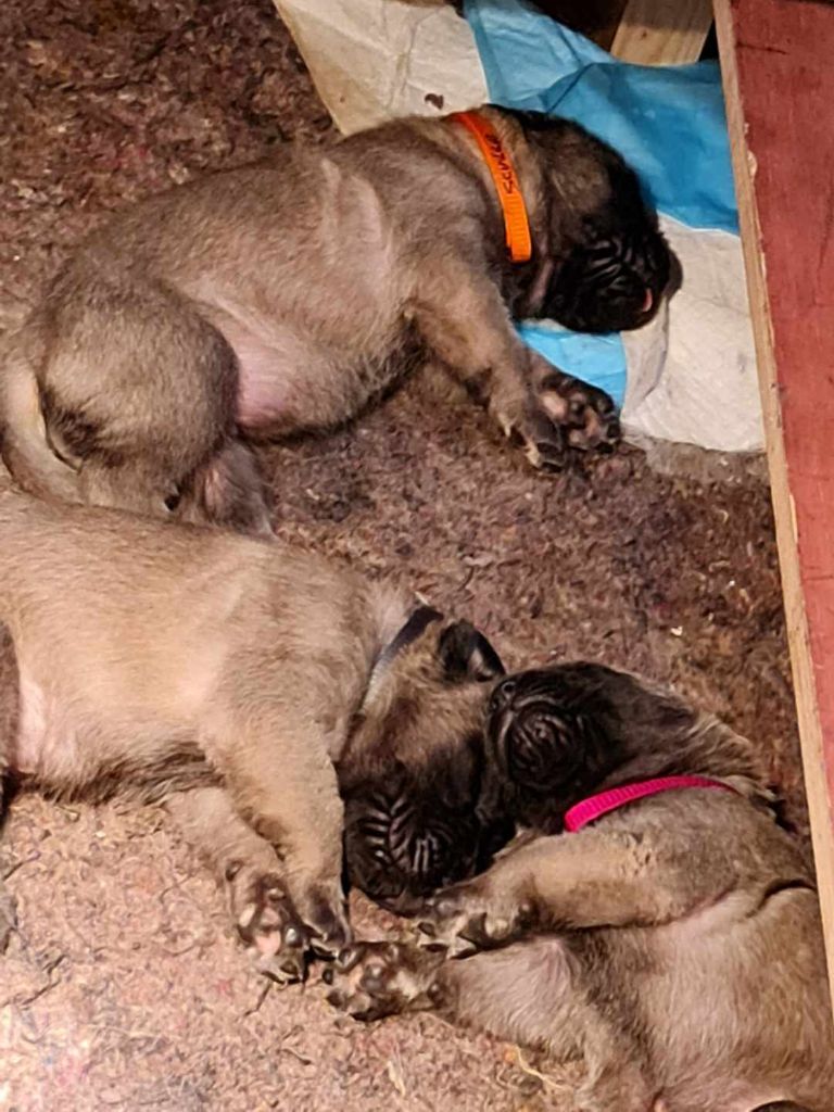 Publication : des Mastiffs d'Enfer