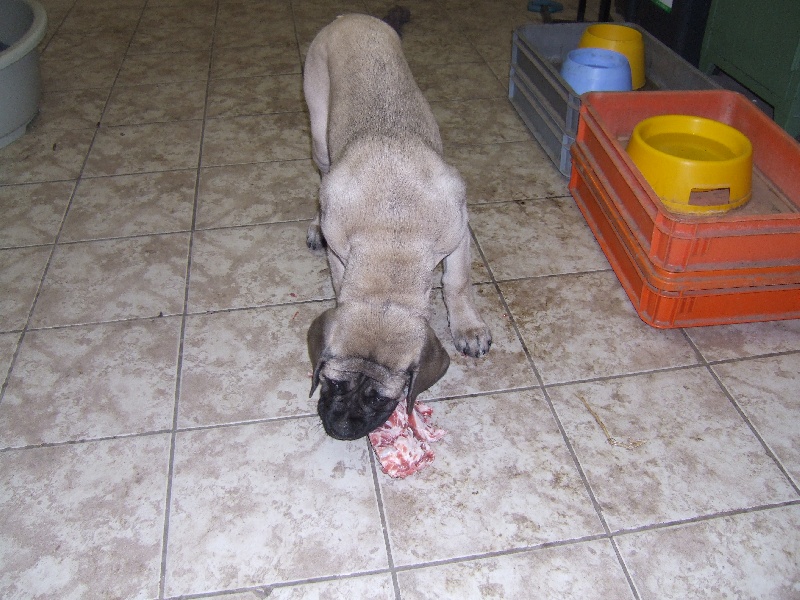 GaÏa gabrielle des Mastiffs d'Enfer