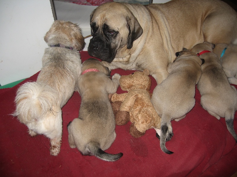 Gabin bachkir des Mastiffs d'Enfer