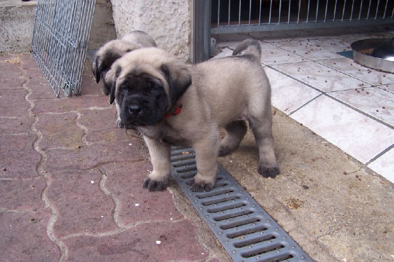 CH. Liberty des Mastiffs d'Enfer