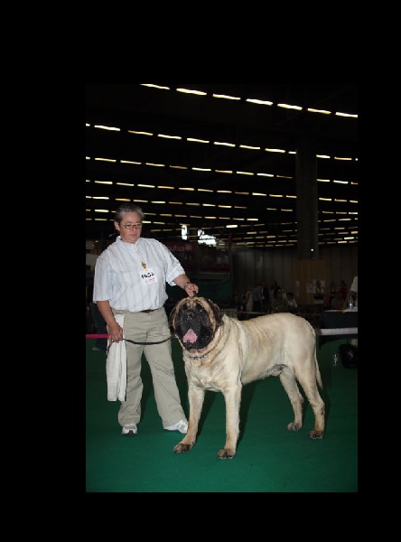 Publication : des Mastiffs d'Enfer