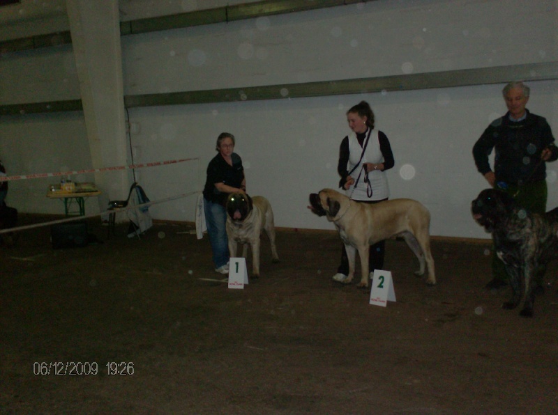 Publication : des Mastiffs d'Enfer