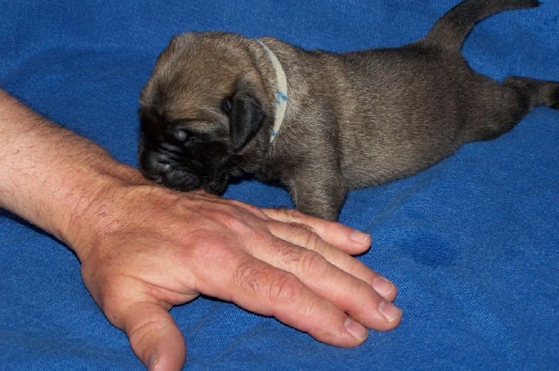 CH. Liberty des Mastiffs d'Enfer