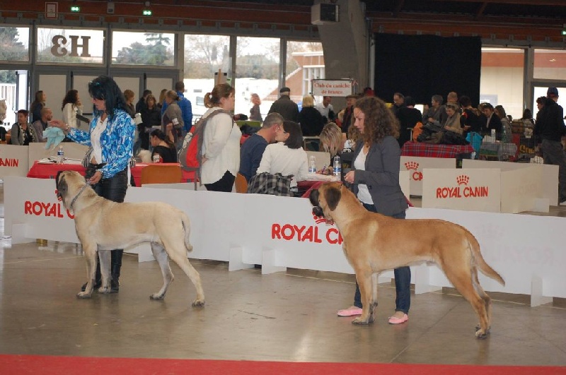 CH. Liberty des Mastiffs d'Enfer