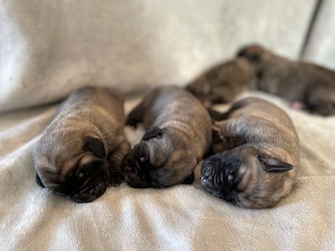 Publication : des Mastiffs d'Enfer