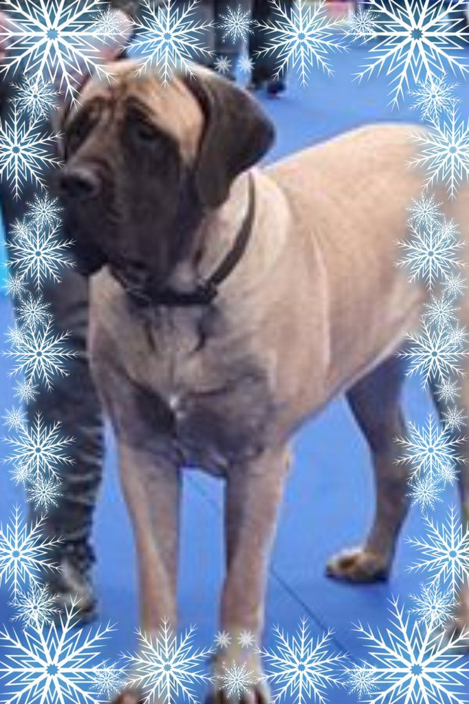 Publication : Des Molosses De Beaupuits