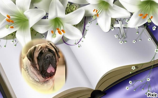 Publication : des Mastiffs d'Enfer