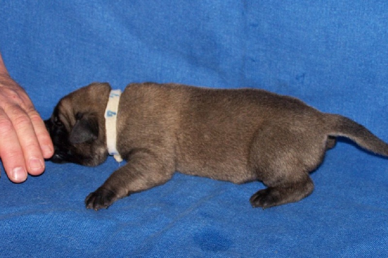 CH. Liberty des Mastiffs d'Enfer