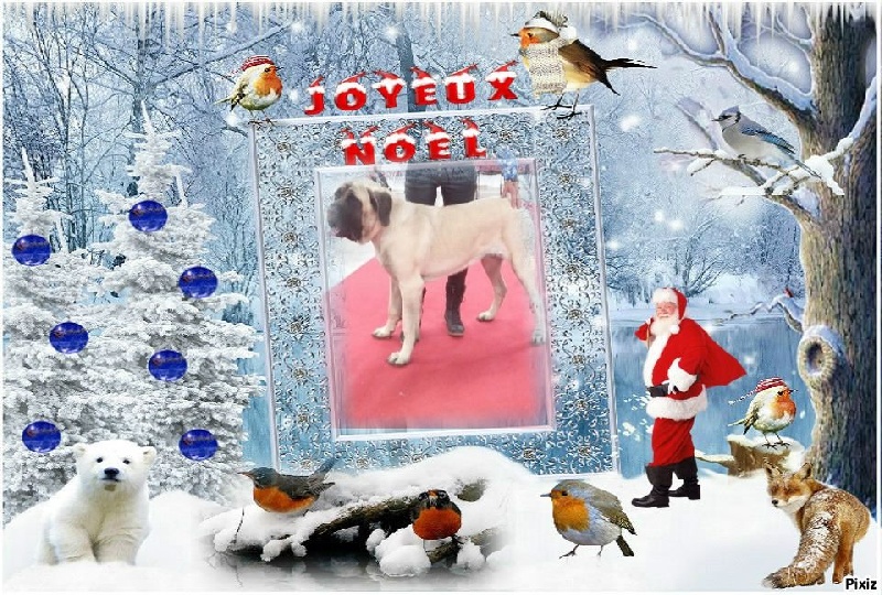 CH. Liberty des Mastiffs d'Enfer