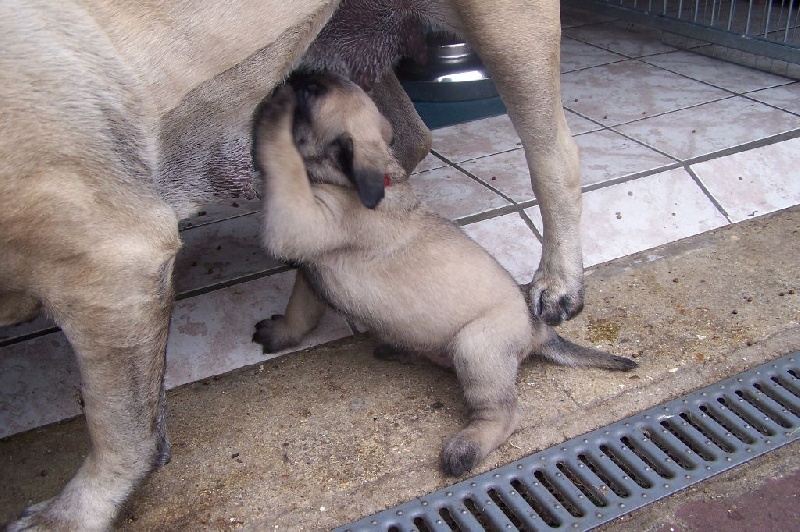 CH. Liberty des Mastiffs d'Enfer