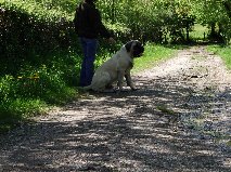 Gabin bachkir des Mastiffs d'Enfer