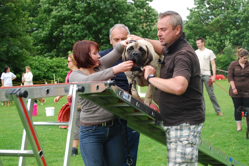 GaÏa gabrielle des Mastiffs d'Enfer