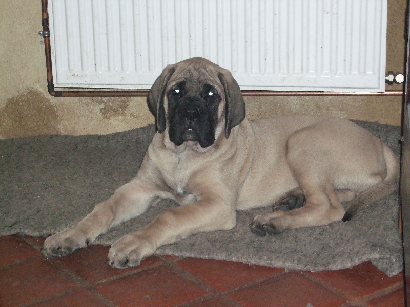 Gabin bachkir des Mastiffs d'Enfer