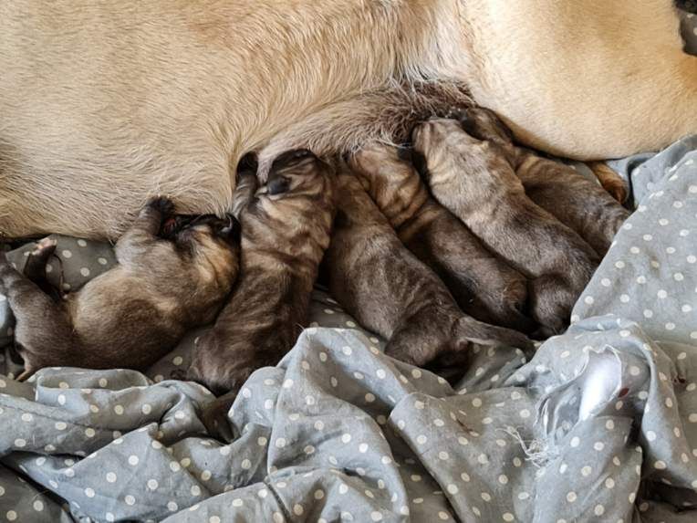 Publication : des Mastiffs d'Enfer