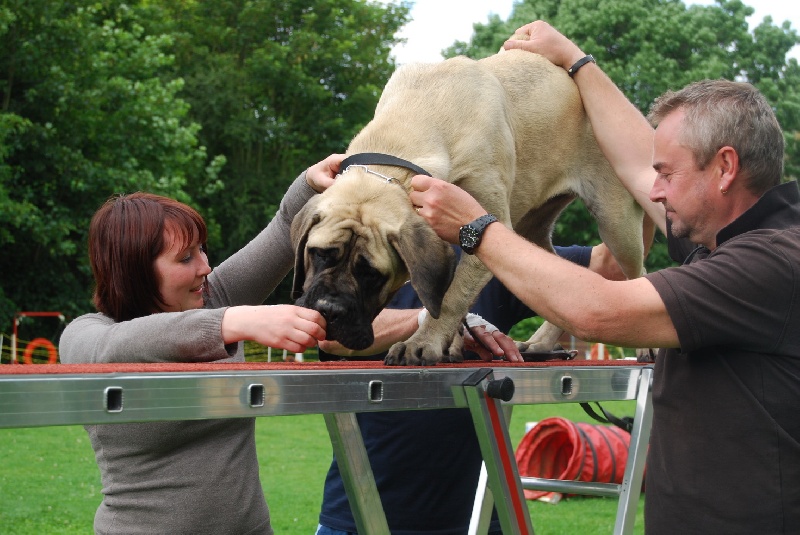GaÏa gabrielle des Mastiffs d'Enfer