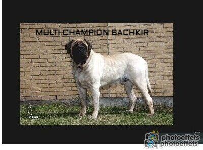 Publication : des Mastiffs d'Enfer