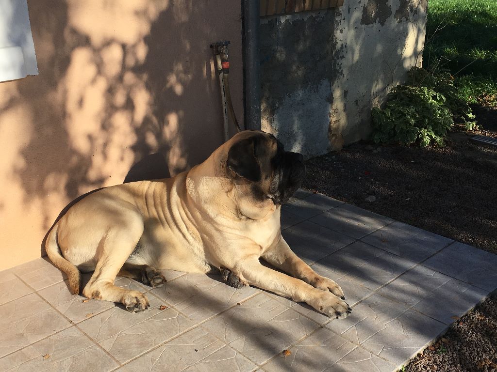 Gabin bachkir des Mastiffs d'Enfer