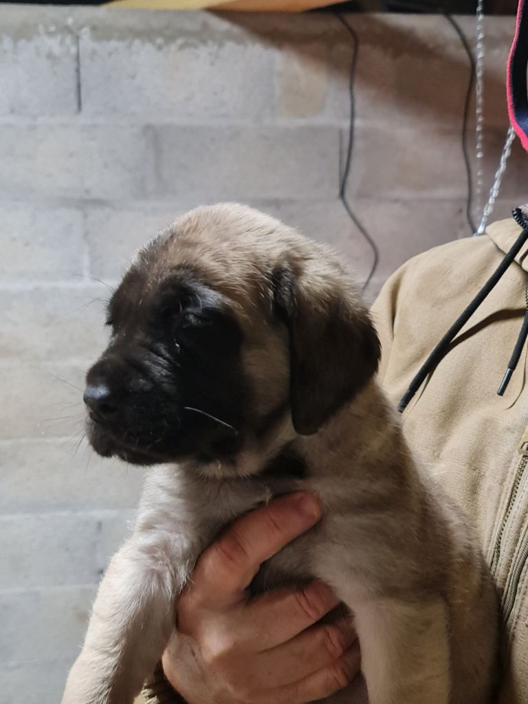 Publication : des Mastiffs d'Enfer