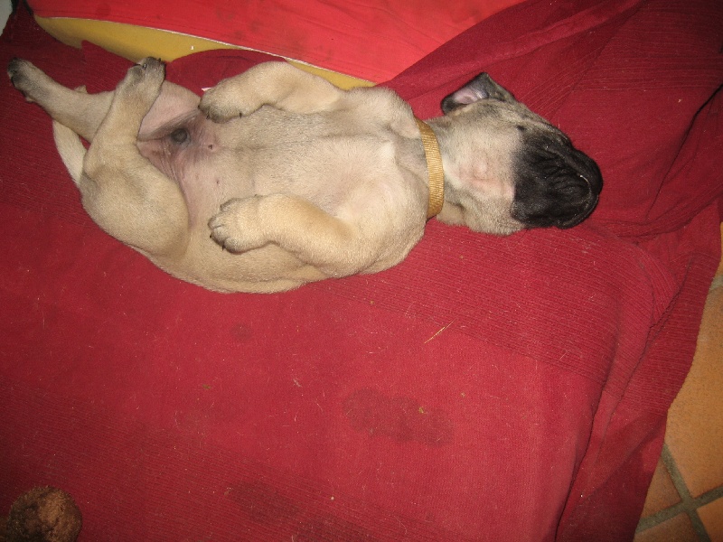 Gabin bachkir des Mastiffs d'Enfer