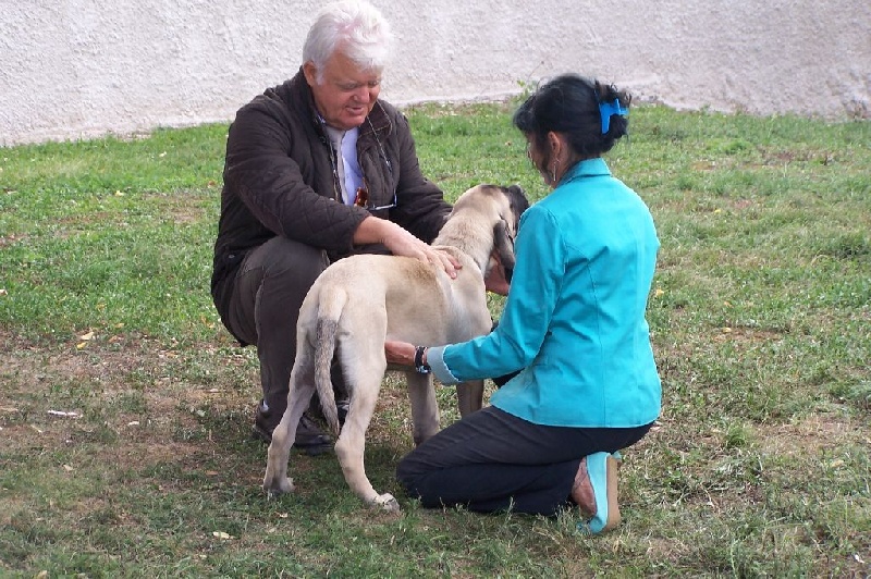 CH. Liberty des Mastiffs d'Enfer