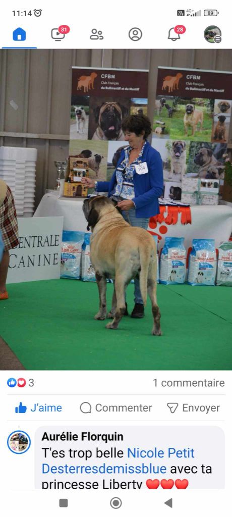 CH. Liberty des Mastiffs d'Enfer