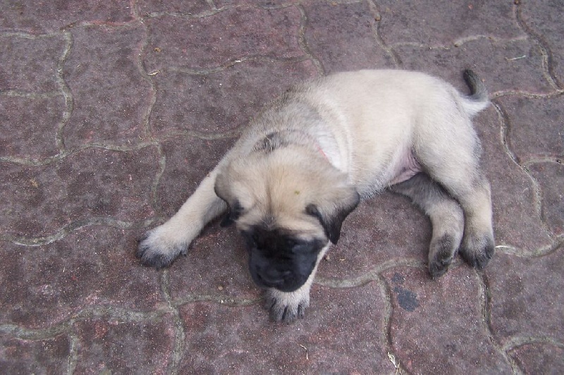 CH. Liberty des Mastiffs d'Enfer