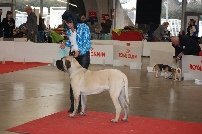 CH. Liberty des Mastiffs d'Enfer