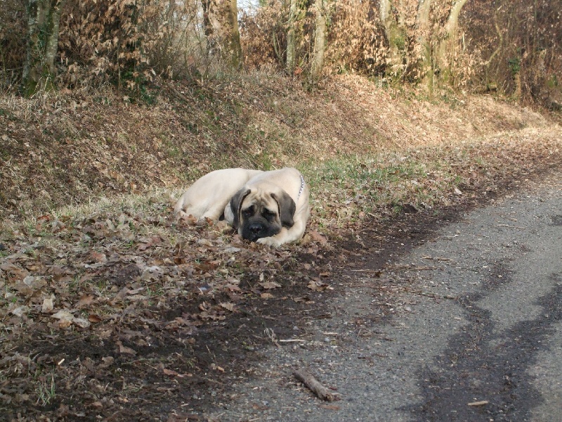 Gabin bachkir des Mastiffs d'Enfer