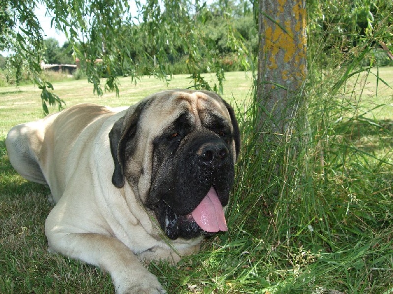 Gabin bachkir des Mastiffs d'Enfer