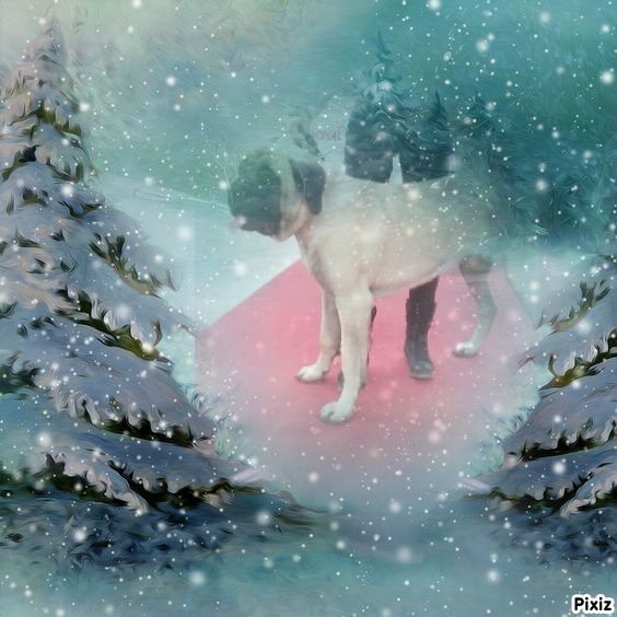 CH. Liberty des Mastiffs d'Enfer