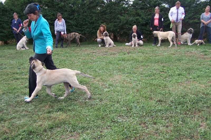 CH. Liberty des Mastiffs d'Enfer