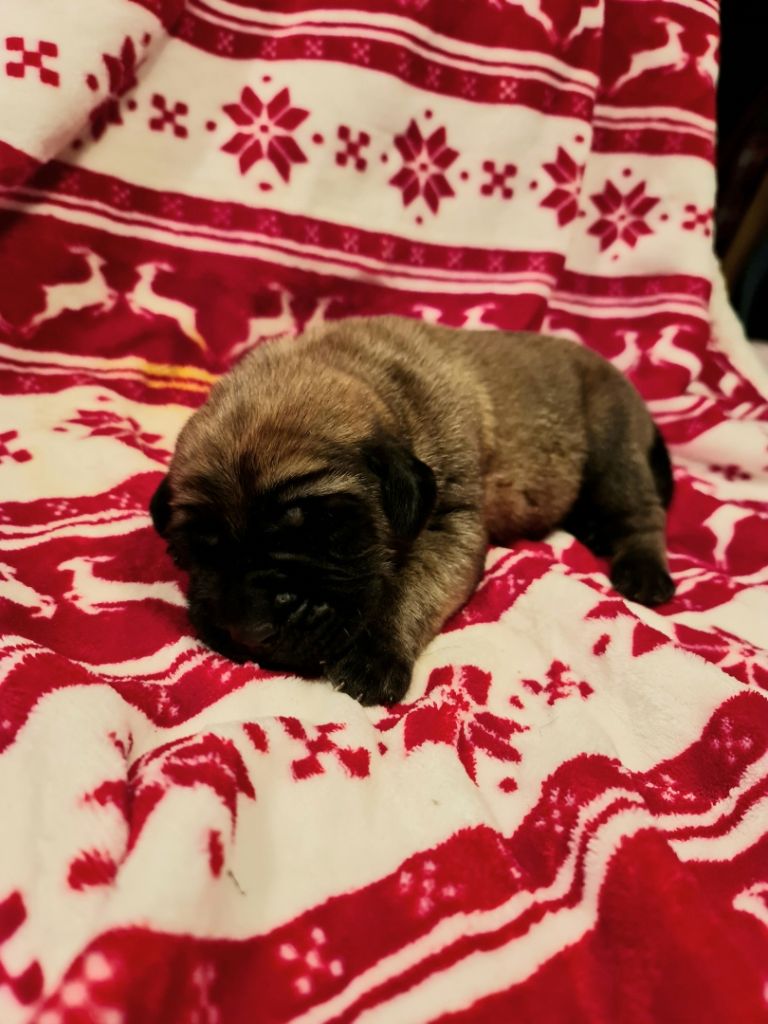 Publication : des Mastiffs d'Enfer