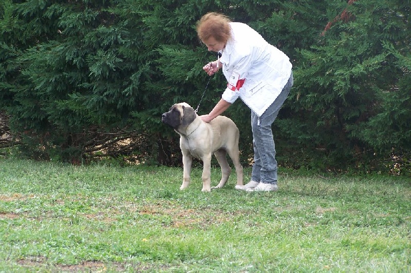 CH. Liberty des Mastiffs d'Enfer